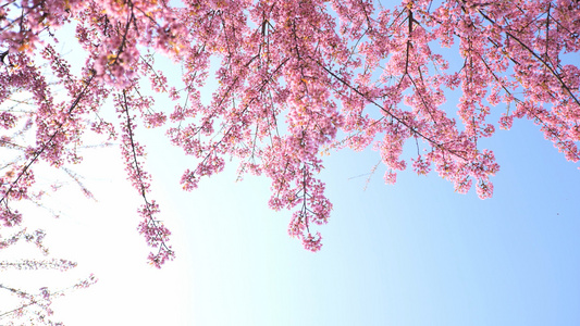 4K唯美阳光下盛开茂密的樱花视频素材视频