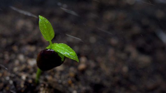 生长的发芽植物视频