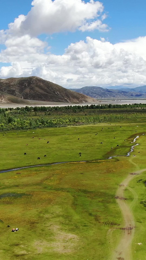 西藏高原天然牧场放牧航拍视频自然风光71秒视频