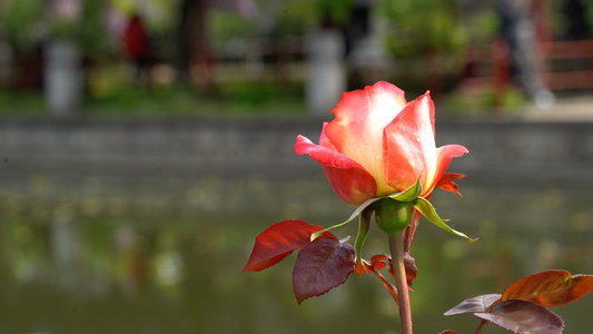 月季花儿独自开视频