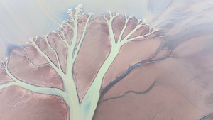 高空航拍江西干涸的鄱阳湖自然灾害形成大地之树4k树41秒视频