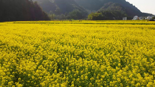 油菜花田低空航拍视频视频