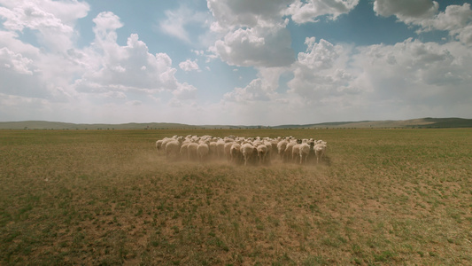5k航拍蓝天下草原上奔跑移动的羊群视频