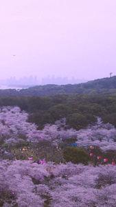 航拍旅游城市春天樱花季风景素材樱花树视频