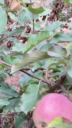 秋收苹果苹果树48秒视频
