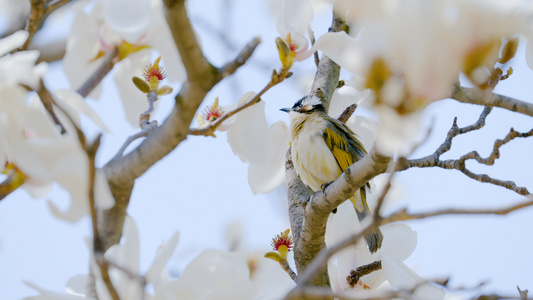 4K花丛中树枝小鸟儿春天季节美景色视频