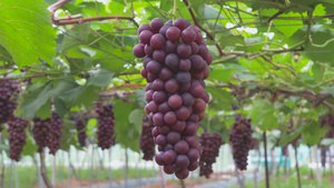 4K实拍夏日葡萄园葡萄成熟葡萄种植基地果蔬大棚11秒视频
