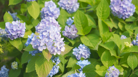 紫绣球花视频