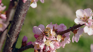 蜜蜂采蜜10秒视频