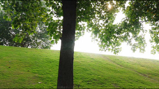 夏日阳光穿过树叶空镜 朦胧美景视频