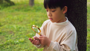 秋季公园小男孩观察植物14秒视频