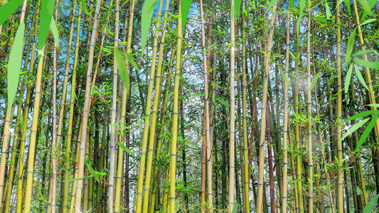 绿色清新竹林背景视频视频