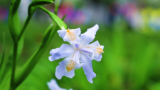 蝴蝶花[飞燕草]视频