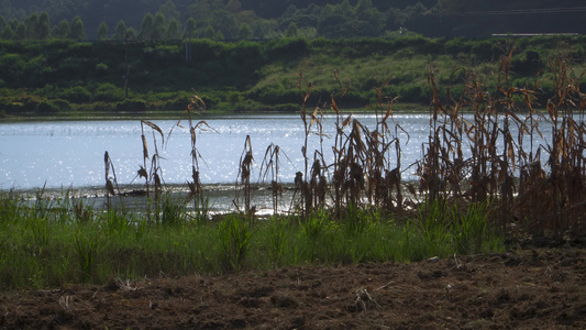 波光粼粼的河流和田地视频