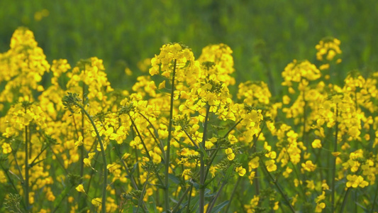 油菜花视频