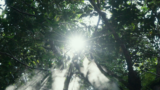阳光下的树林 4K[林子里]视频