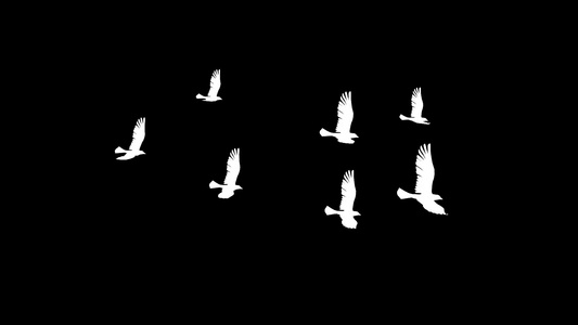 三维海鸥动画视频