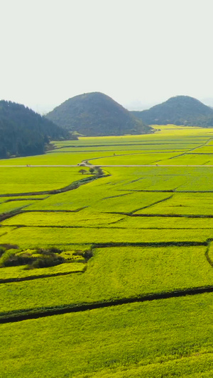 航拍云南罗平著名景区金鸡峰丛万亩油菜花海视频旅游景区82秒视频