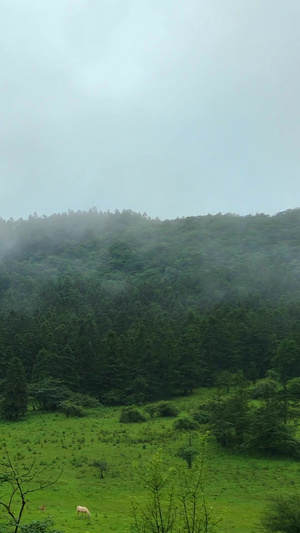 实拍武隆5A级大草原马儿武隆景区52秒视频