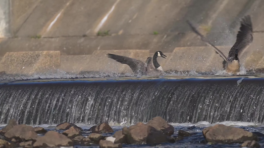 野鸭溪水飞翔慢镜头视频