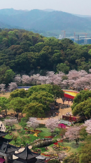 航拍苏州上方山森林公园百花节百花齐放64秒视频