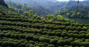 4k采春茶采山茶55秒视频