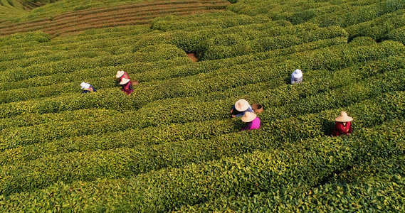 4k茶农采茶航拍[茶工]视频