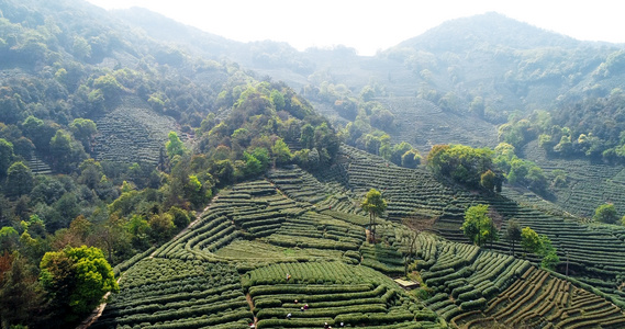 4k春天采山茶茶园航拍视频