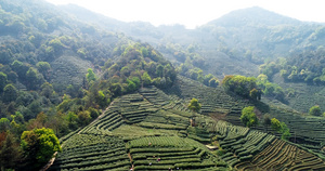 4k春天采山茶茶园航拍44秒视频