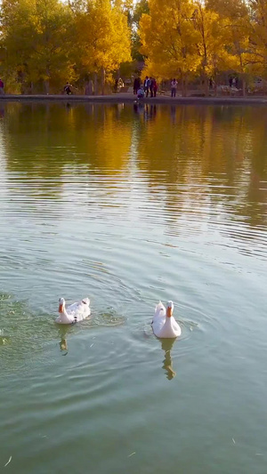 金波湖戏水的鸭子金塔胡杨林45秒视频