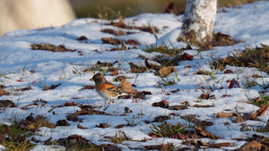 雪地中的小鸟觅食11秒视频