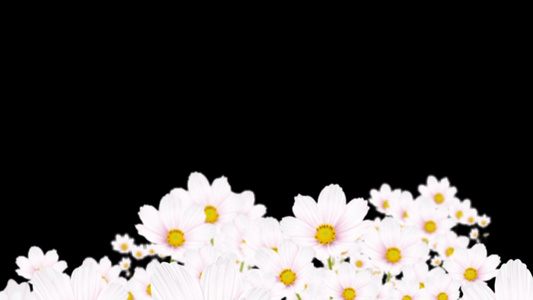 穿梭白色菊花背景视频