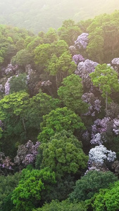 航拍深圳梧桐山的毛棉杜鹃花盛开广东梧桐山国家森林公园视频