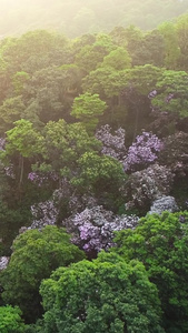 航拍深圳梧桐山的毛棉杜鹃花盛开深圳景点视频