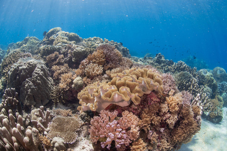 海底缤纷珊瑚视频