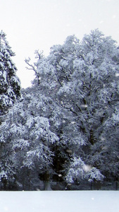 冬季雪景视频素材背景视频视频