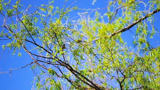 4k实拍春日树上觅食的小鸟空镜头视频