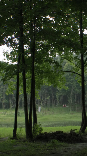 林间散步夏日清晨16秒视频
