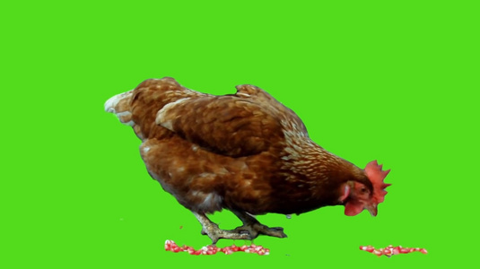 母鸡啄食绿幕素材视频