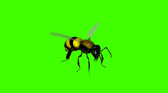 一群黄色蜜蜂绿幕素材[选题]视频