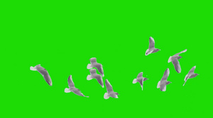 一群白鸽绿幕素材8秒视频