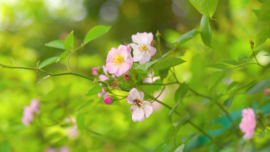 4k春暖花开蔷薇花朵花开初春空镜头视频