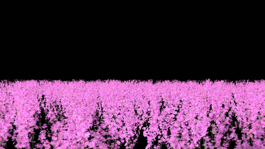 透明通道桃花树林穿梭视频素材视频