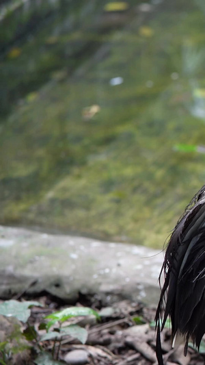 丹顶鹤保护动物32秒视频
