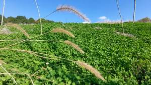 4K实拍风吹枯草12秒视频