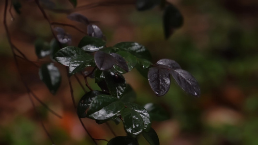  合集  雨水滴落在森林植物上 意境禅意空视频