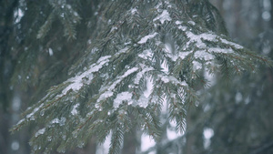 清晨飘落的雨雪击打在树梢上12秒视频