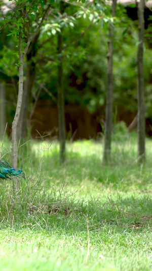 实拍草坪上的孔雀野生动物12秒视频