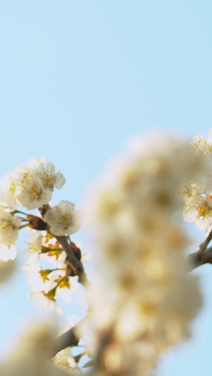 实拍春天樱花枝上采蜜的蜜蜂视频素材33秒视频