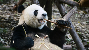 4K吃竹笋的大熊猫30秒视频